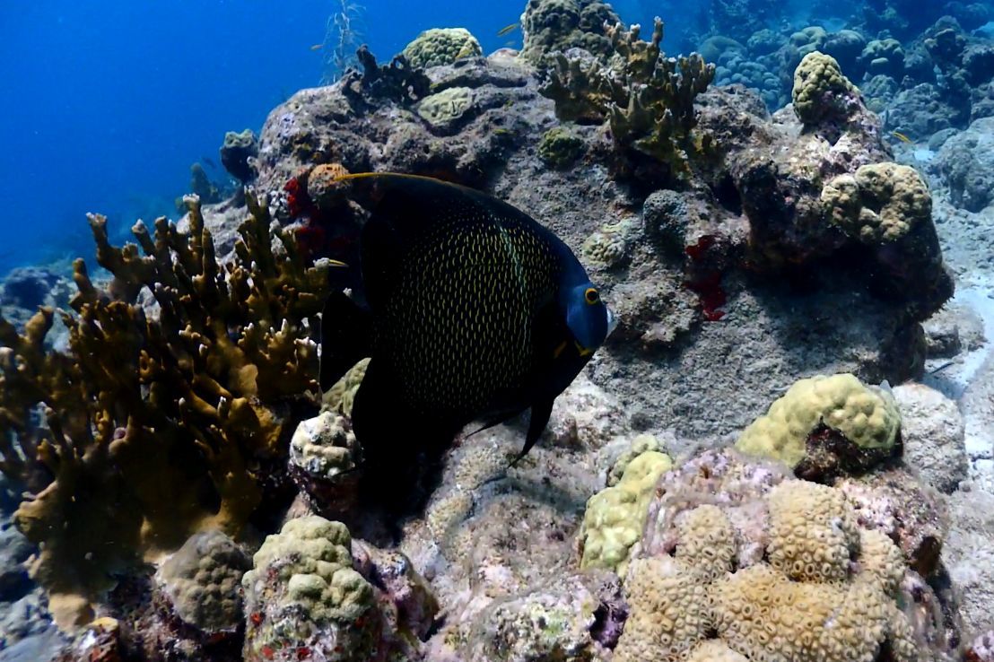 french angelfish